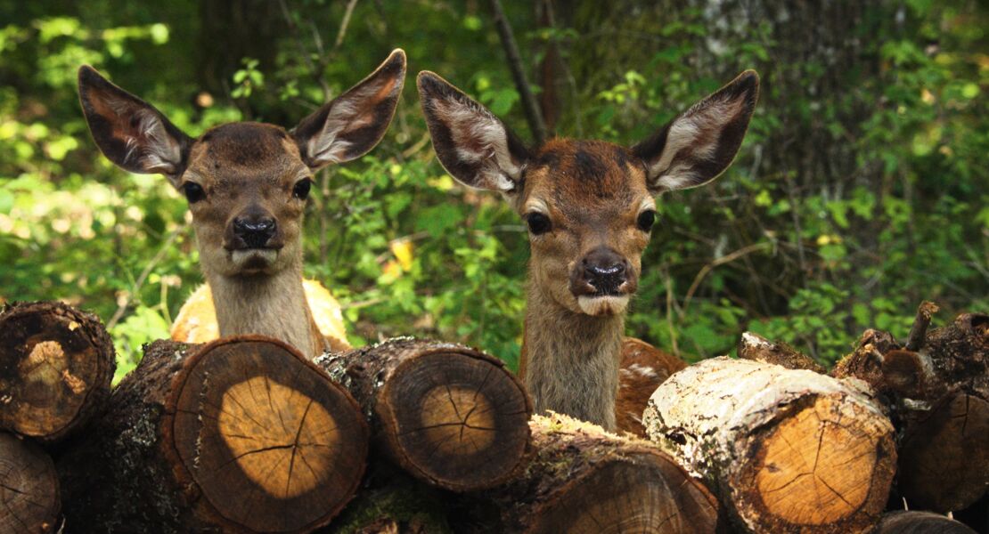 bambi-eine-lebensgeschichte-aus-dem-wald