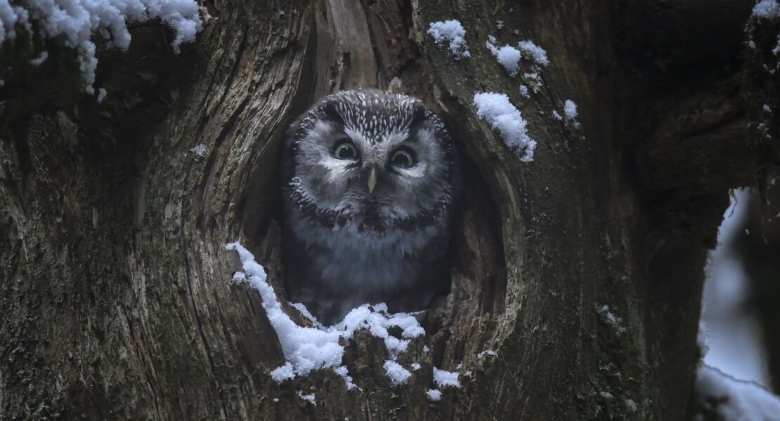 das-flustern-der-walder