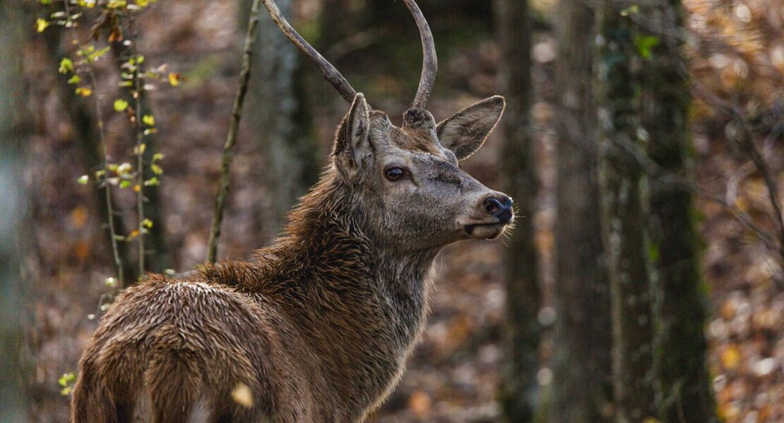 bambi-eine-lebensgeschichte-aus-dem-wald