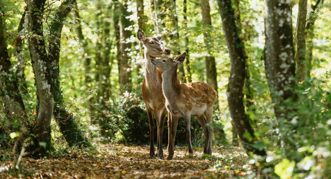 bambi-eine-lebensgeschichte-aus-dem-wald
