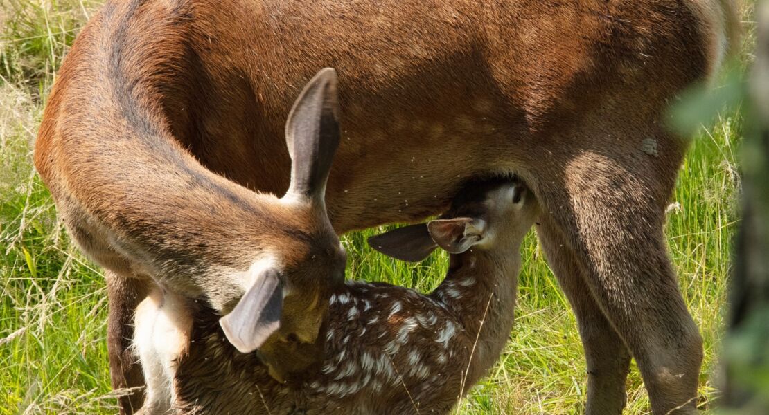 bambi-eine-lebensgeschichte-aus-dem-wald
