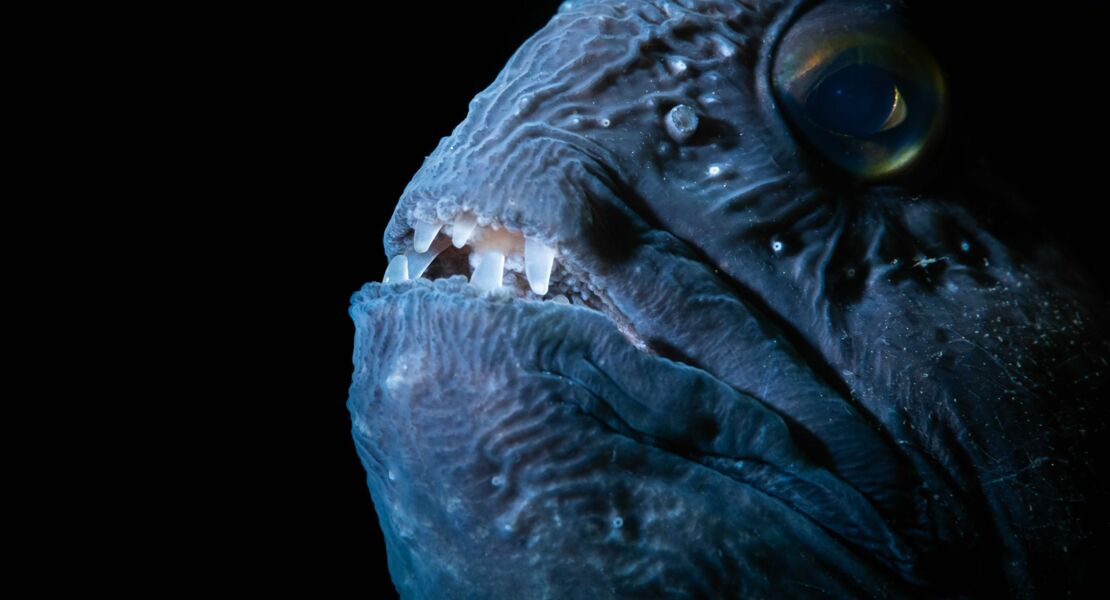 die-wilde-nordsee-natur-die-sich-nicht-zahmen-lasst