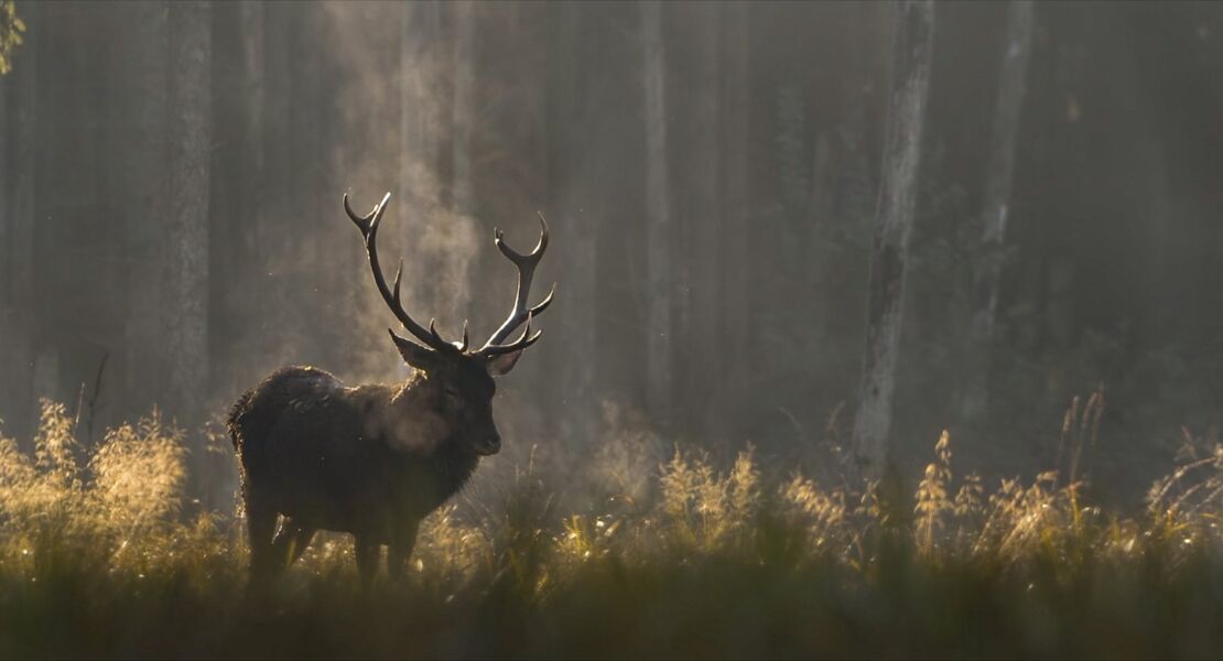 das-flustern-der-walder