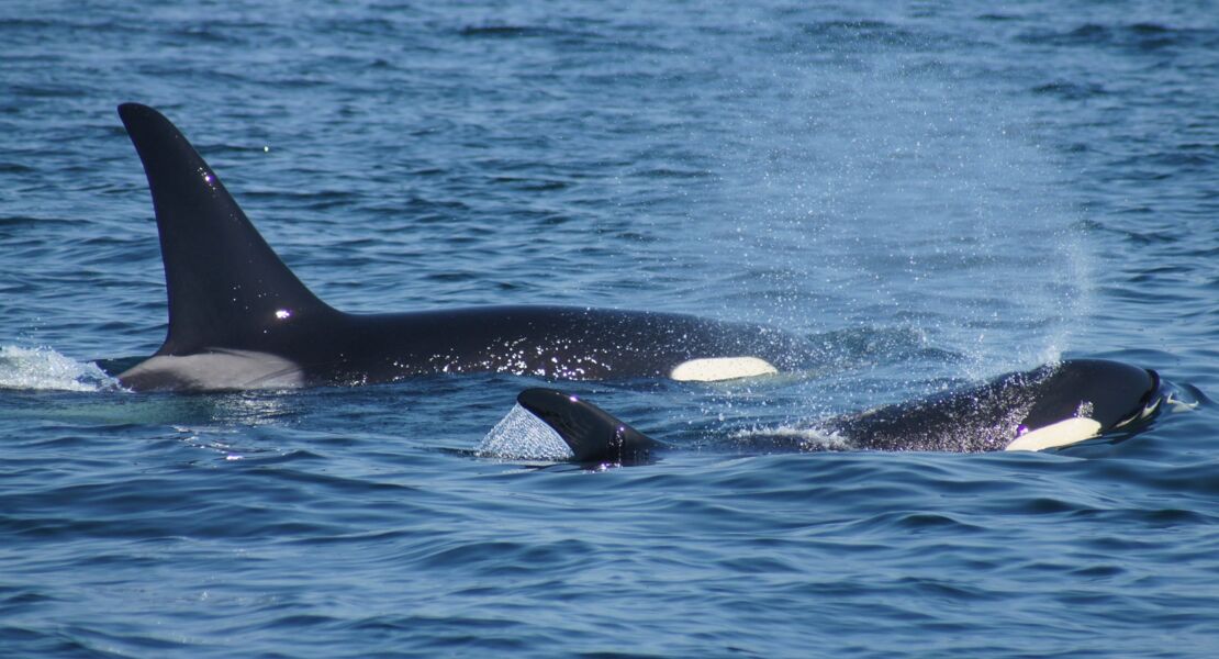 die-wilde-nordsee-natur-die-sich-nicht-zahmen-lasst