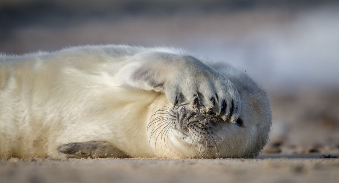 die-wilde-nordsee-natur-die-sich-nicht-zahmen-lasst
