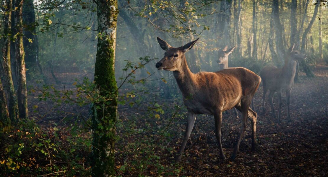 bambi-eine-lebensgeschichte-aus-dem-wald