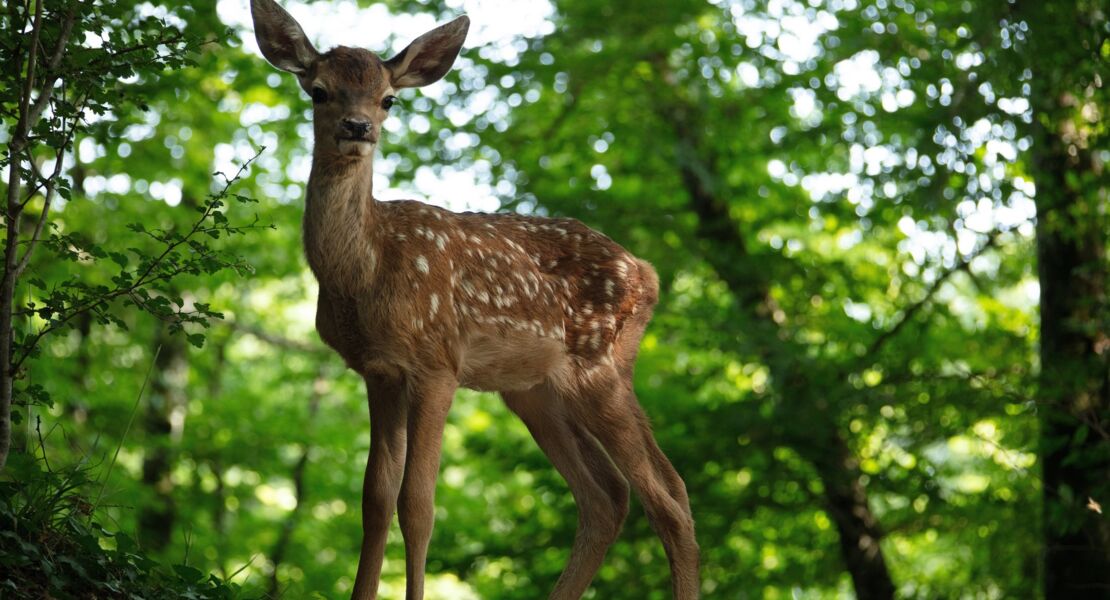 bambi-eine-lebensgeschichte-aus-dem-wald