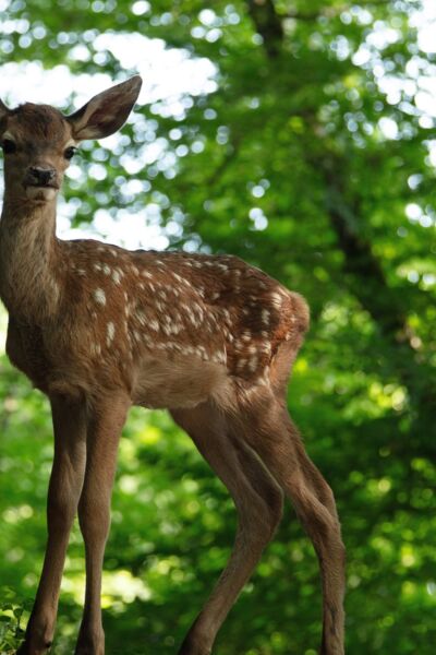 bambi-eine-lebensgeschichte-aus-dem-wald