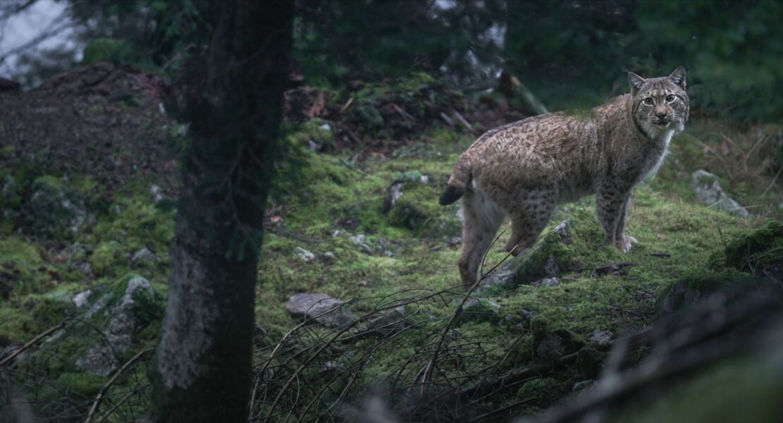 das-flustern-der-walder