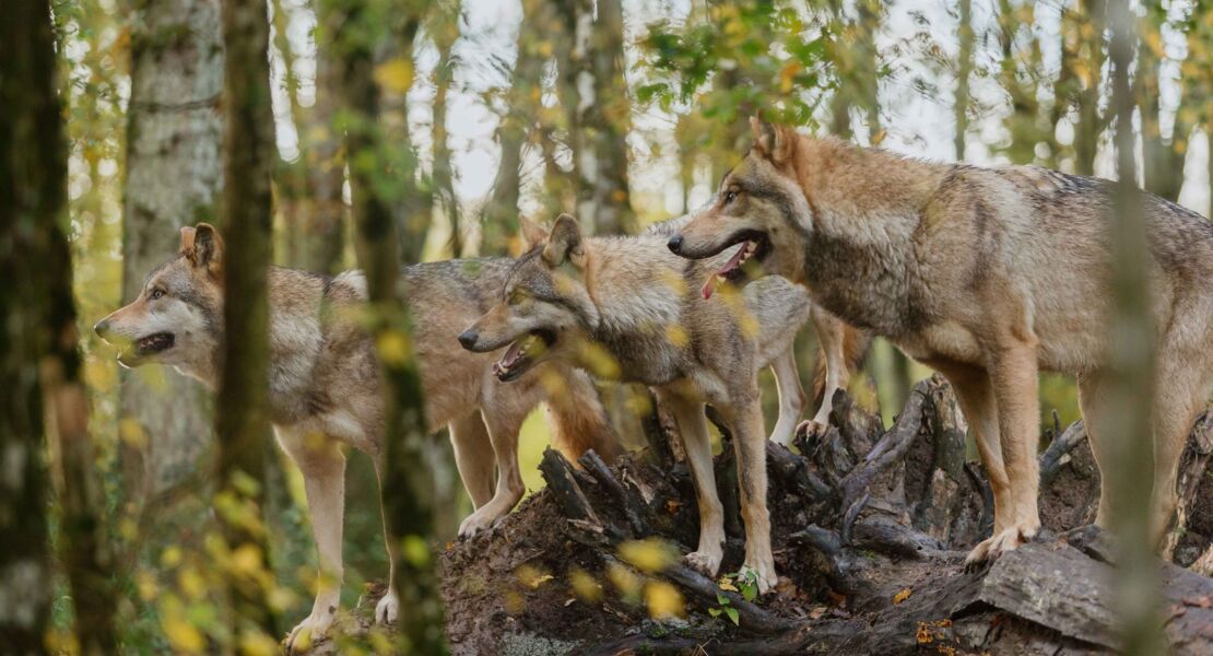 bambi-eine-lebensgeschichte-aus-dem-wald