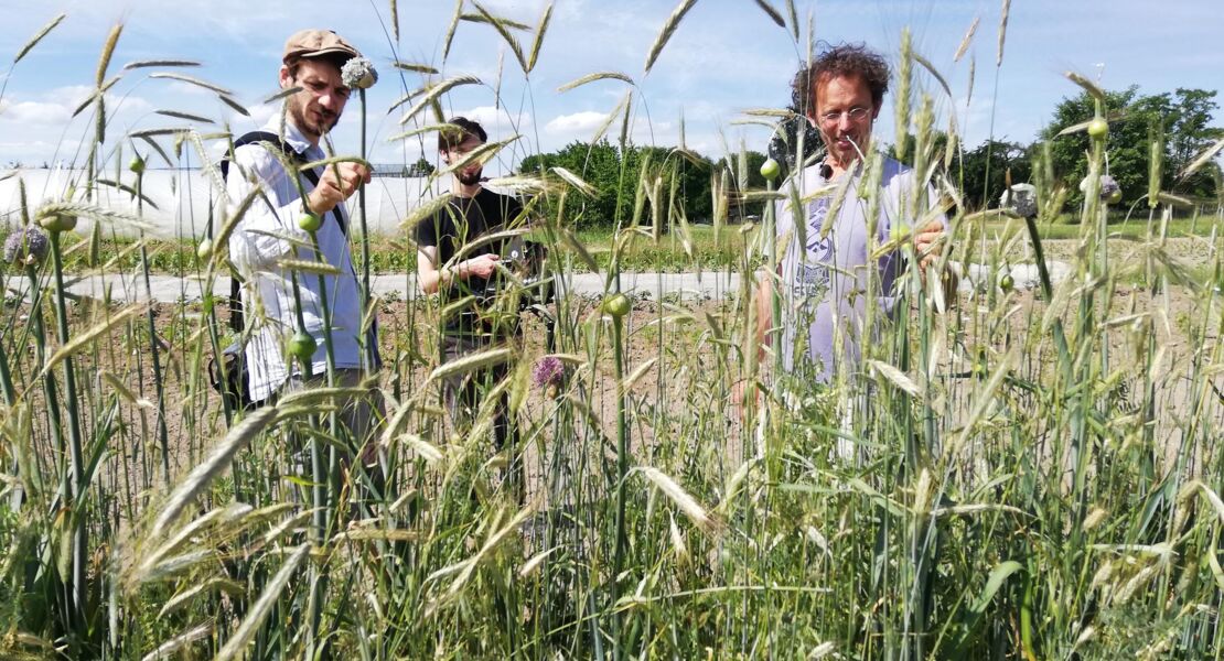 ernte-teilen-anders-ackern-fur-die-zukunft