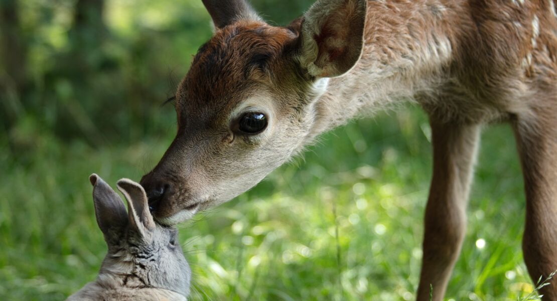 bambi-eine-lebensgeschichte-aus-dem-wald