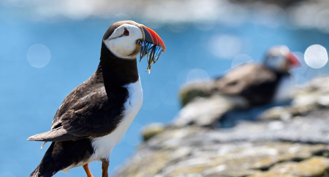 die-wilde-nordsee-natur-die-sich-nicht-zahmen-lasst