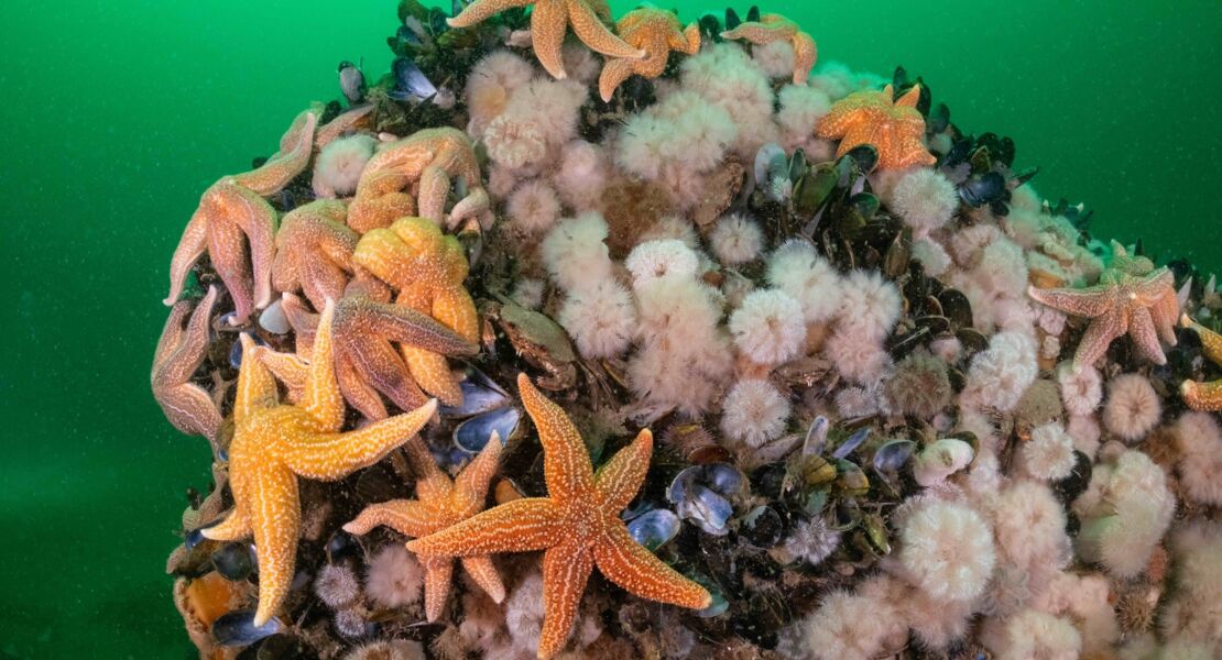 die-wilde-nordsee-natur-die-sich-nicht-zahmen-lasst